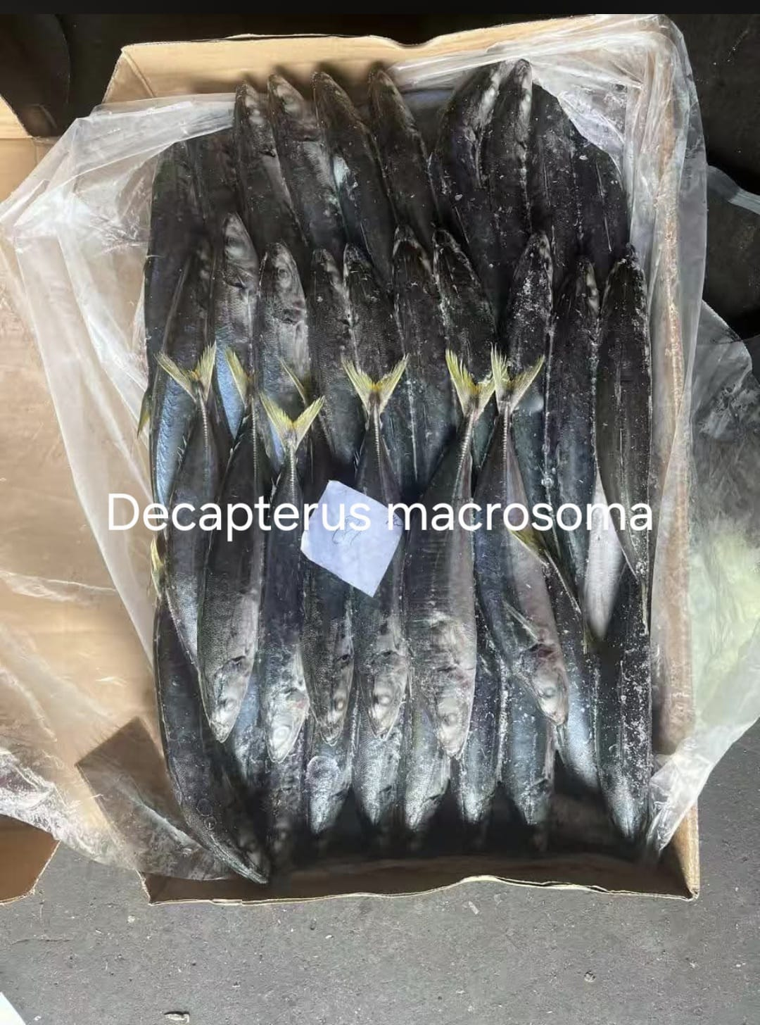 Graded Decapterus macrosoma packed in a lined carton