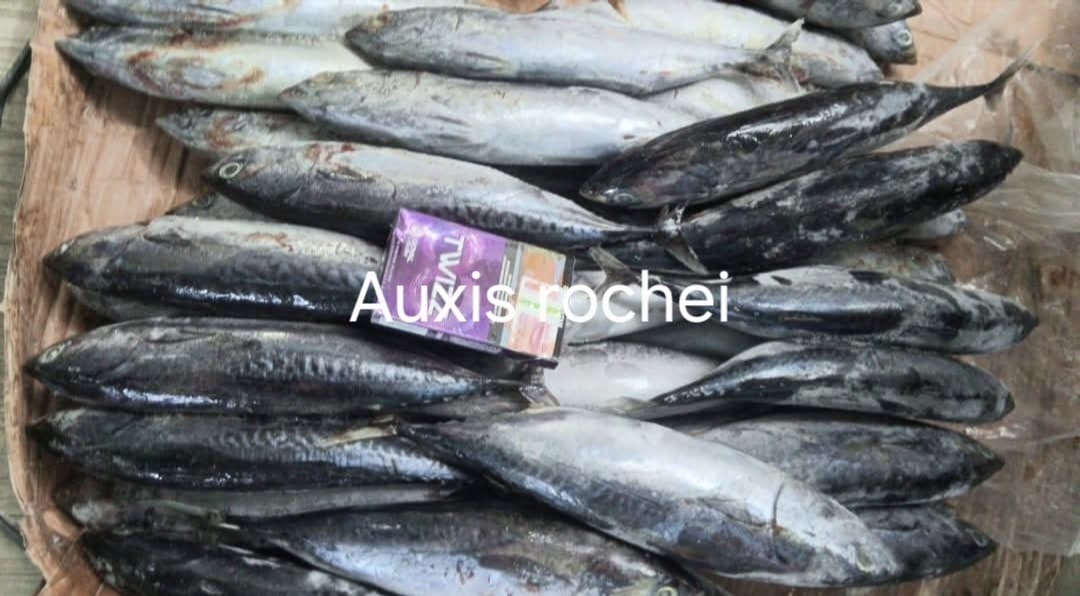 Auxis rochei laid out for grading
