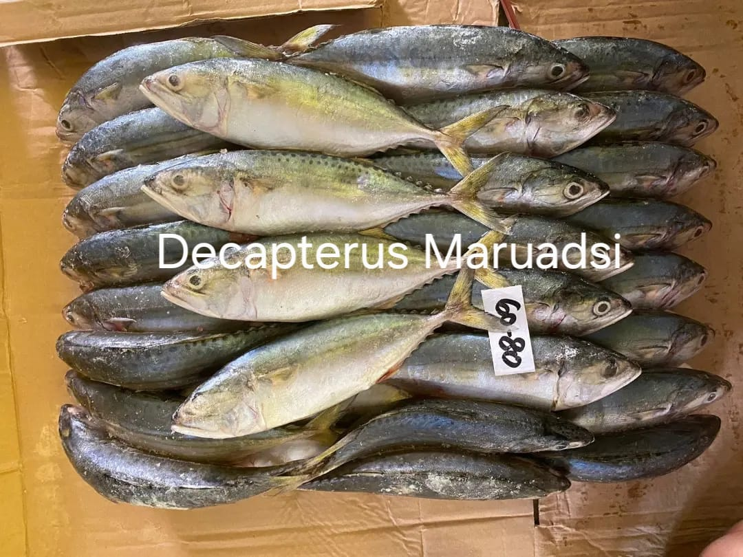Decapterus maruadsi arranged in a carton