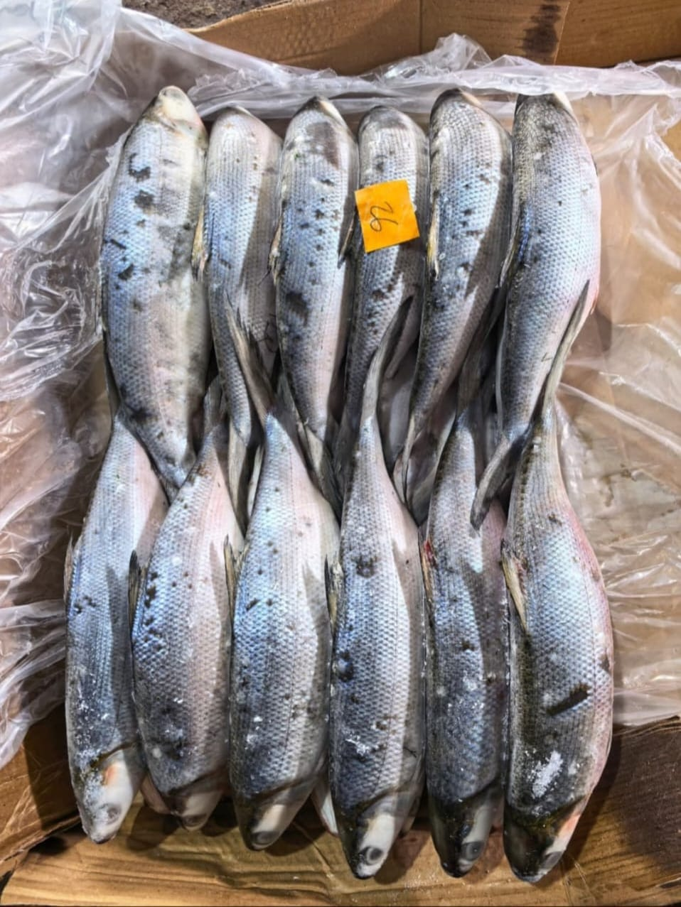 Whole milkfish packed in a lined carton