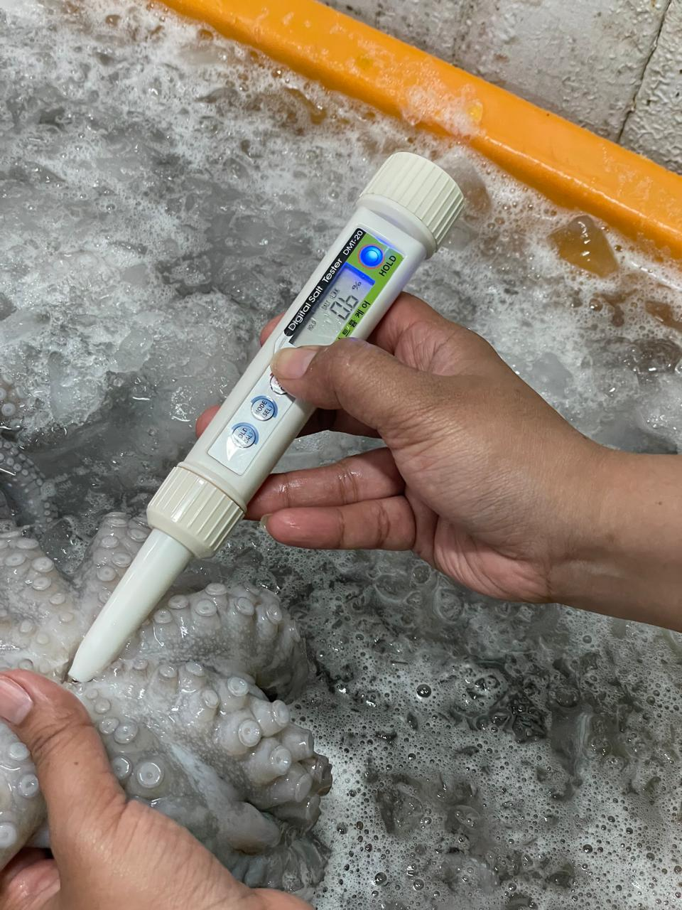 Digital salt tester used on octopus during soaking