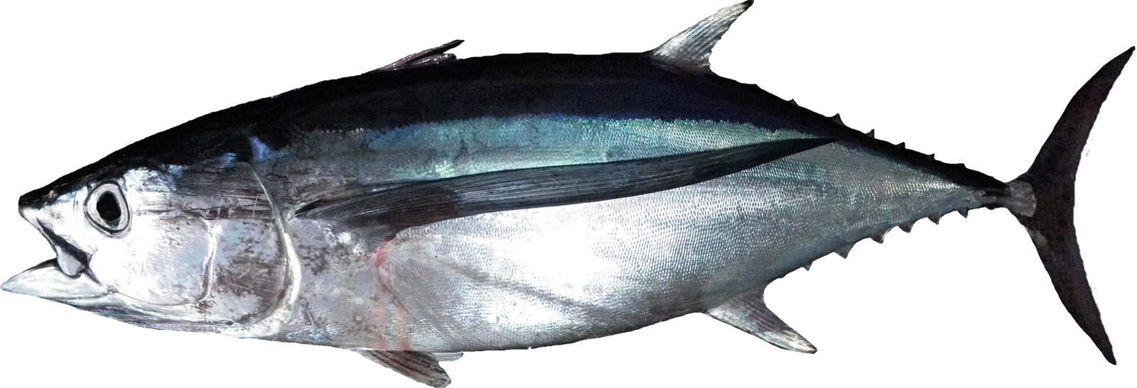 Albacore tuna