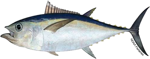 Bigeye tuna