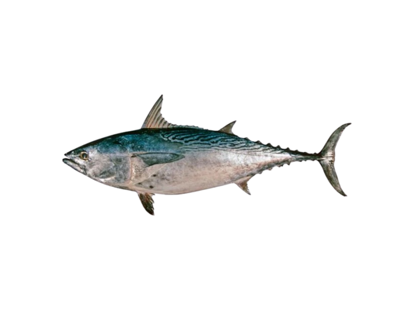 Mackerel Tuna, Euthynnus affinis