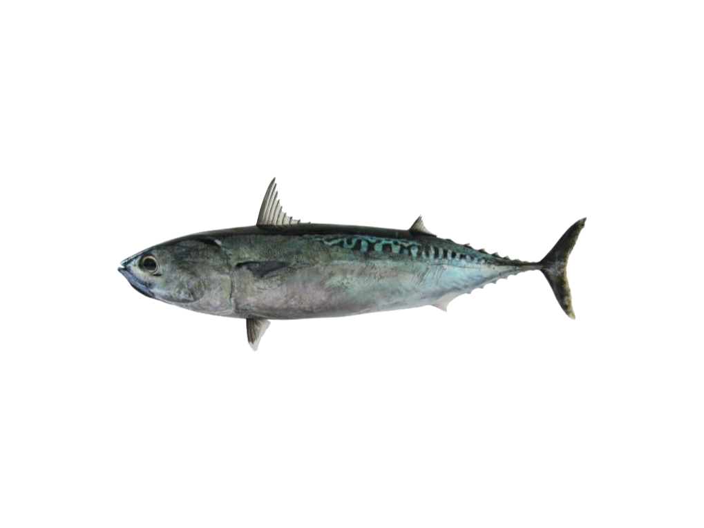 Bullet tuna, Auxis rochei