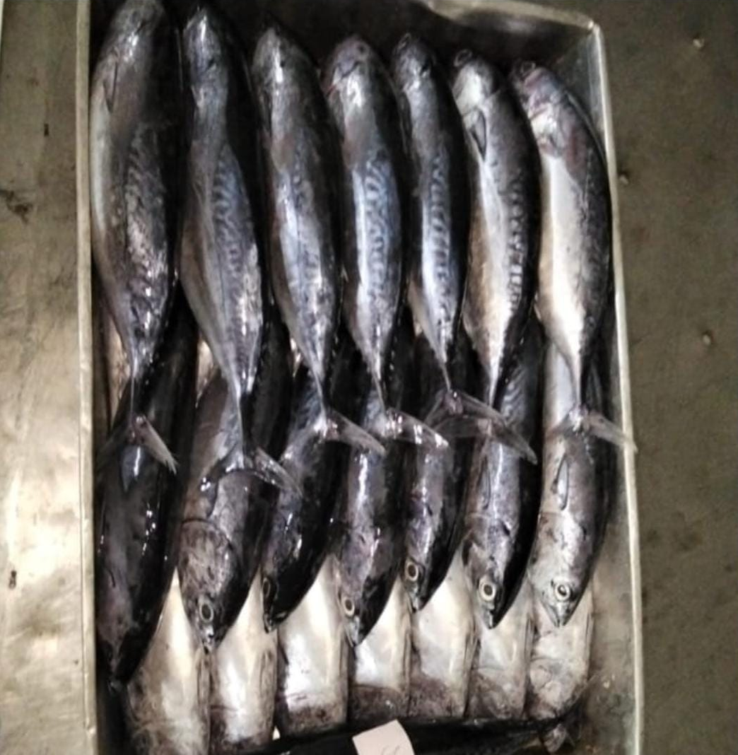 Frozen bullet tuna laid in a tray, Aertembaga, North Sulawesi