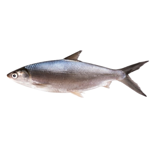 Whole milkfish, Chanos chanos