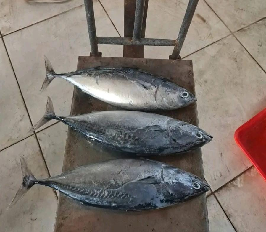 Three whole round kawakawa (Euthynnus affinis) on the scale, landed in Indonesia