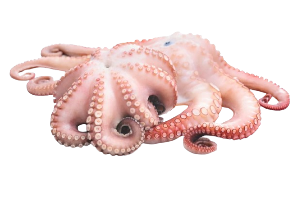 Octopus cyanea