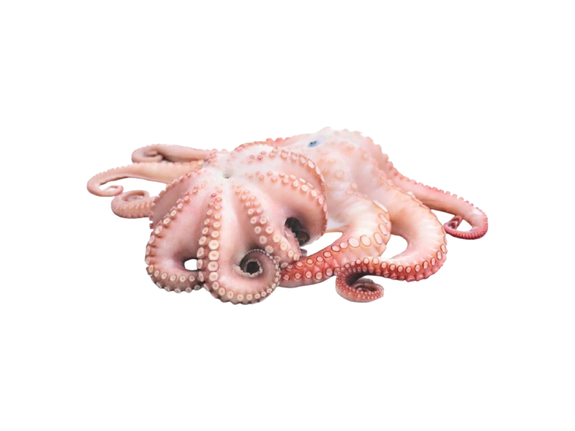 Octopus, Octopus cyanea · Octopus vulgaris
