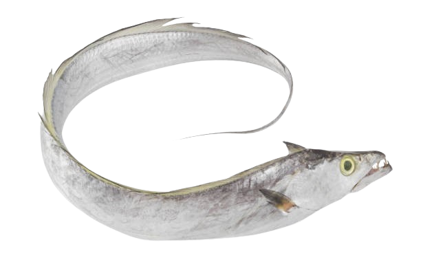 Ribbonfish, Trichiurus lepturus