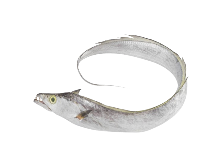 Ribbonfish & Hairtail, Trichiurus lepturus