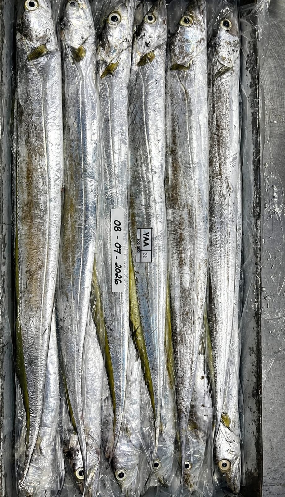 Ribbonfish packed in a tray, size grade 300–500 g, lot dated 08-07-2026