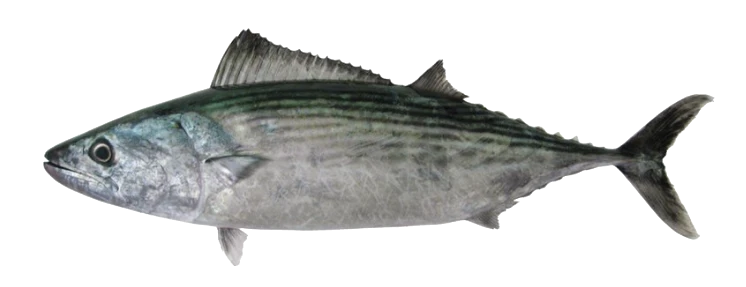 Striped bonito, Sarda orientalis