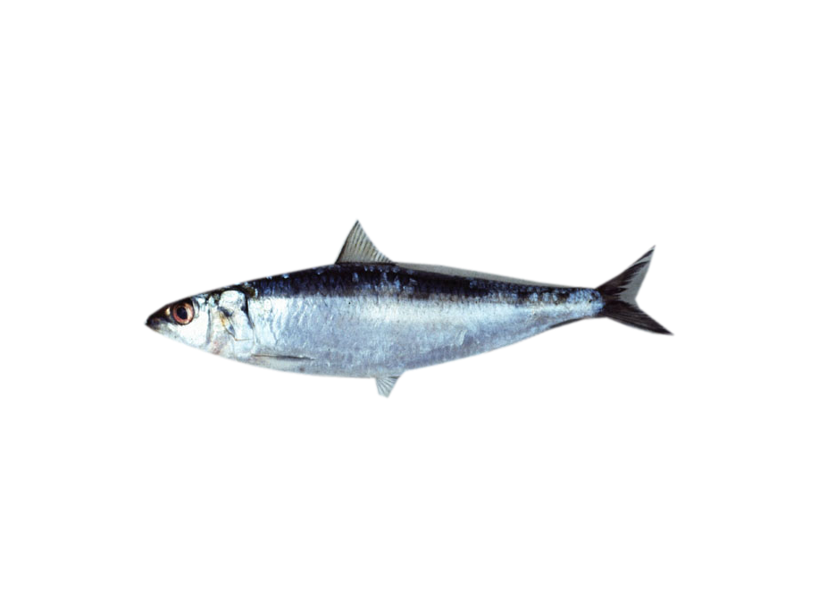 Sardines, Sardinella lemuru