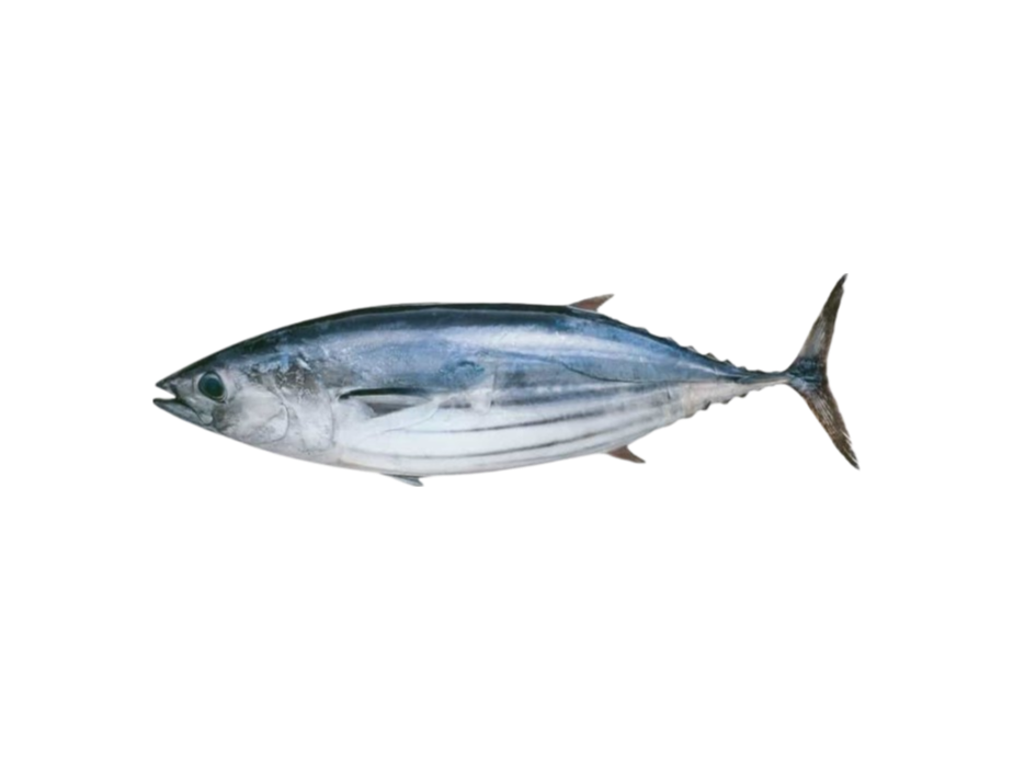 Skipjack Tuna, Katsuwonus pelamis
