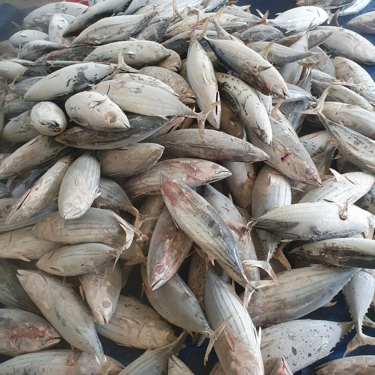 Frozen whole round skipjack tuna (Katsuwonus pelamis) landed in Indonesia