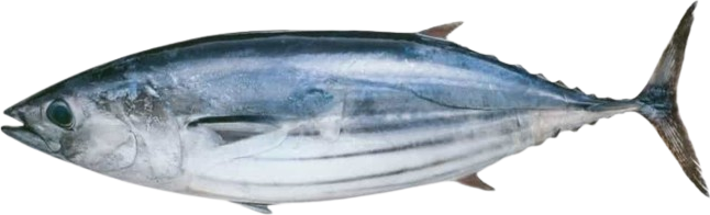 Skipjack tuna