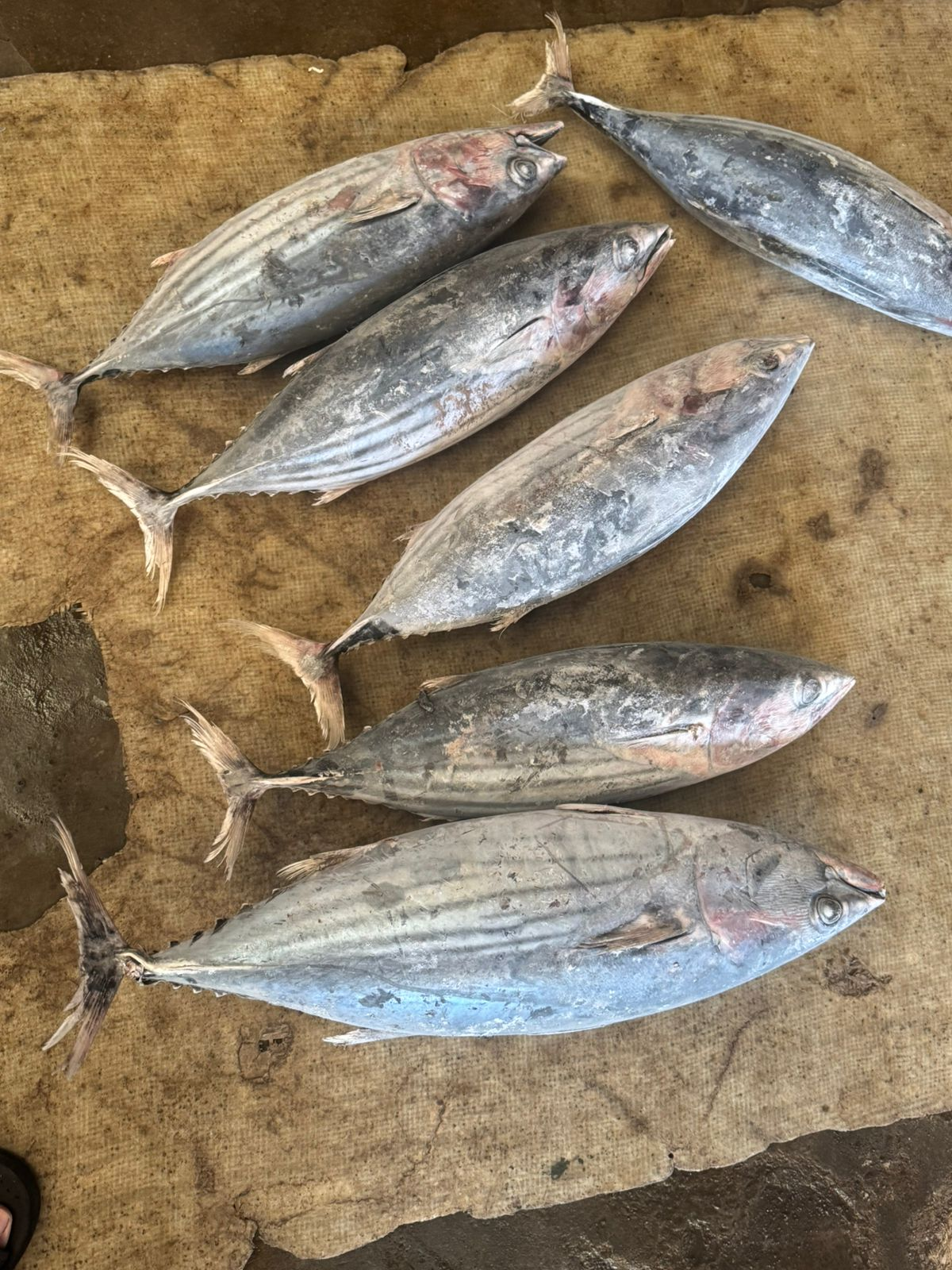Frozen whole round skipjack tuna