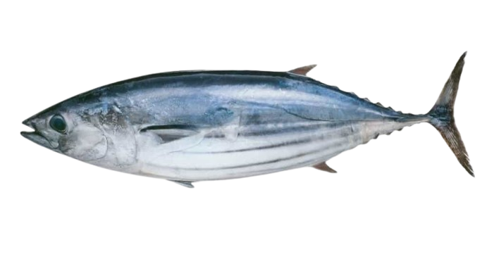 Skipjack tuna, Katsuwonus pelamis