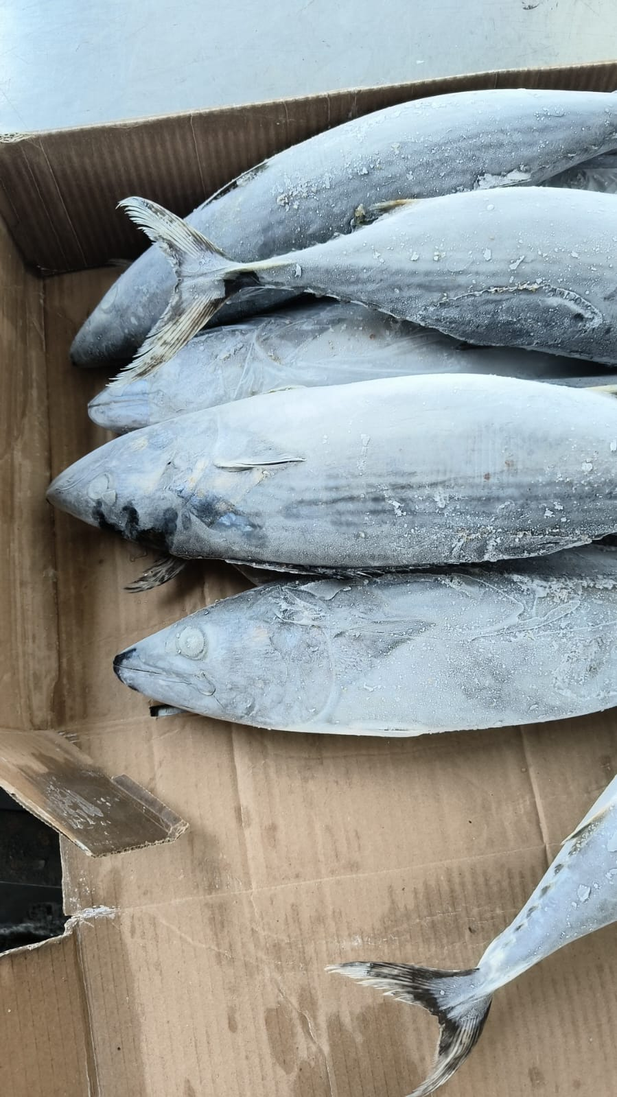 Frozen whole round striped bonito (Sarda orientalis) packed in a carton, Indonesia