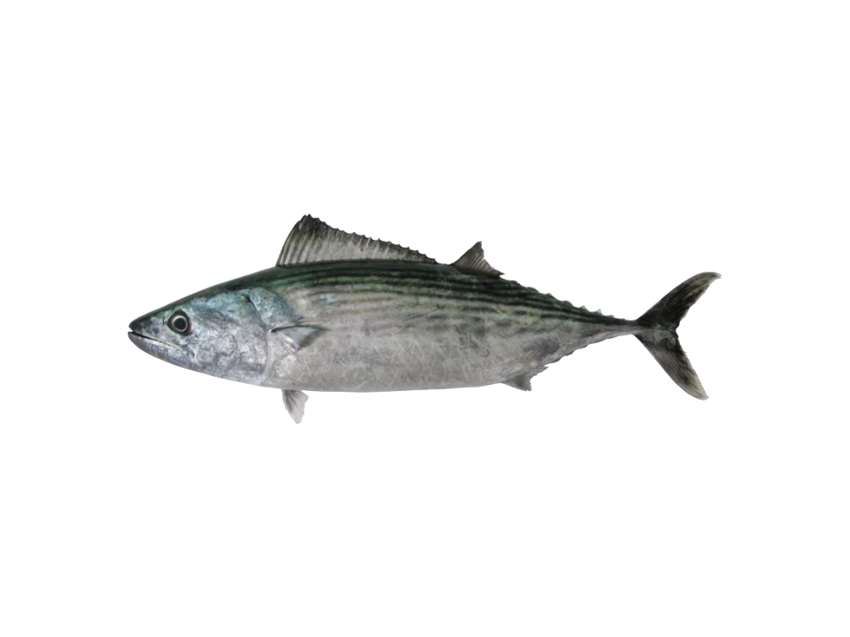 Striped Bonito, Sarda orientalis