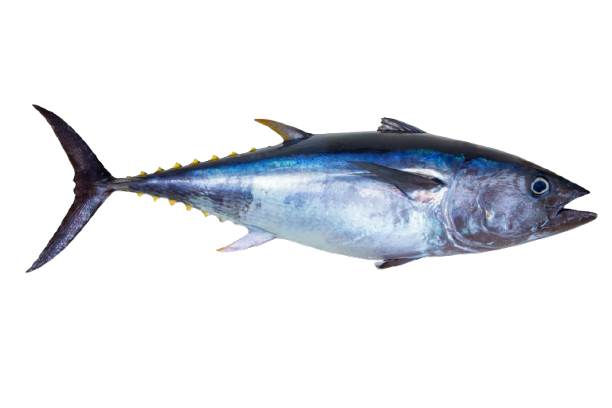 Yellowfin tuna, Thunnus albacares