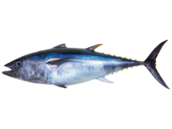 Yellowfin Tuna, Thunnus albacares