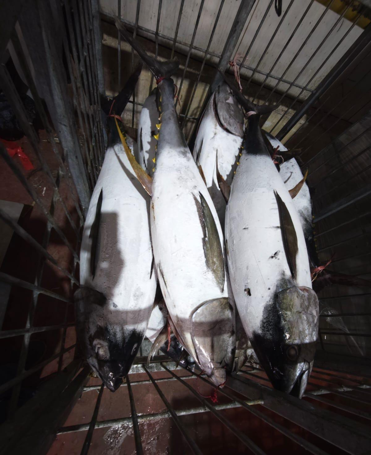 Frozen whole round yellowfin tuna (Thunnus albacares) in a holding cage, Indonesia