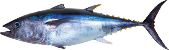 Yellowfin tuna