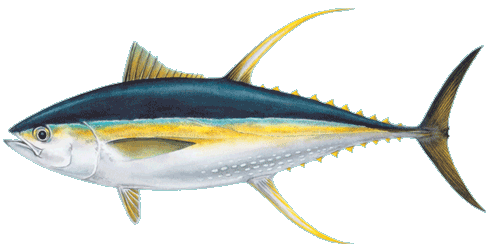 Yellowfin tuna, Thunnus albacares — scientific illustration