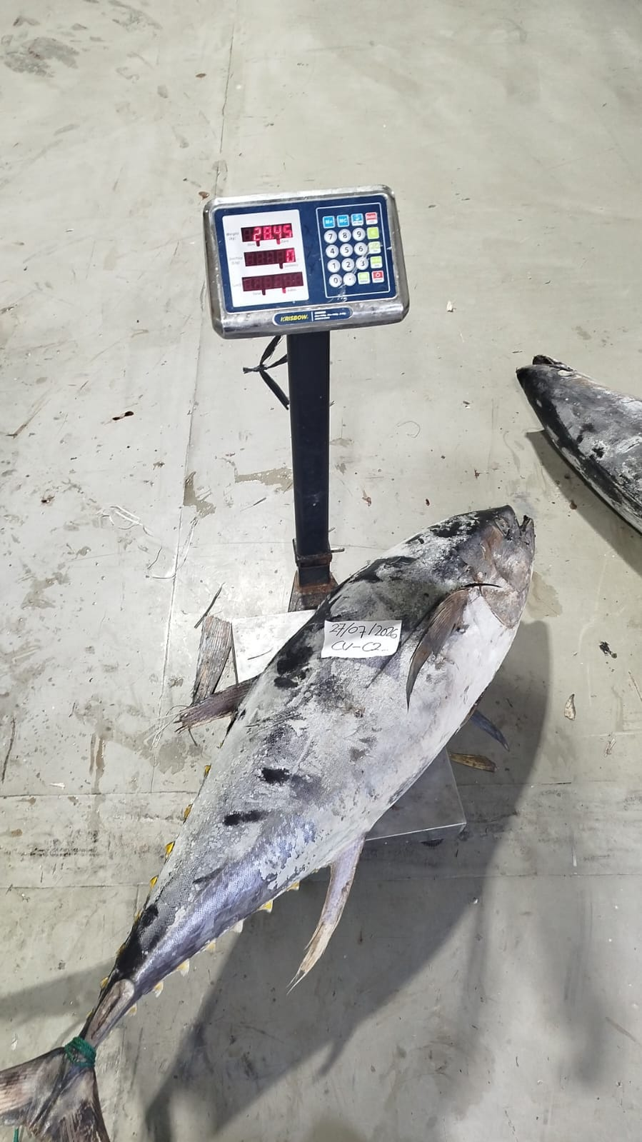 Whole round yellowfin tuna on the scale at 28.49 kg, lot dated 27/07/2026